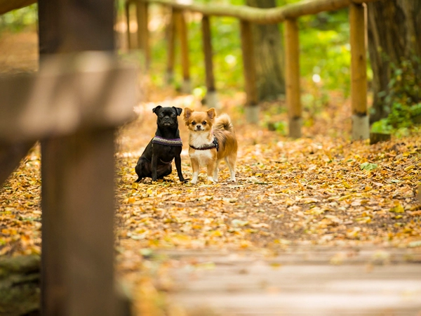 Mein Auge für die natürliche Umgebung: Zwei Hunde in ihrem Element, eingefangen in einem authentischen Moment auf einem Waldpfad, der meine Expertise in der Naturfotografie widerspiegelt.